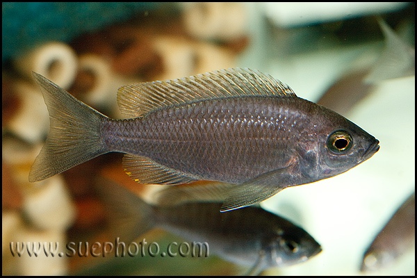 Copadichromis sp. 'virginalis gold' Nkanda